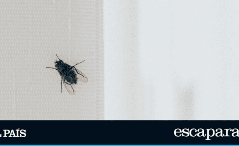 3 productos top que son la solución definitiva para terminar con las moscas en casa | Estilo de vida | Escaparate