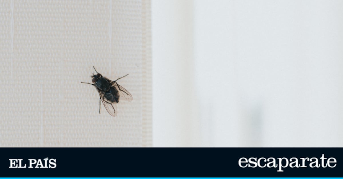 3 productos top que son la solución definitiva para terminar con las moscas en casa | Estilo de vida | Escaparate