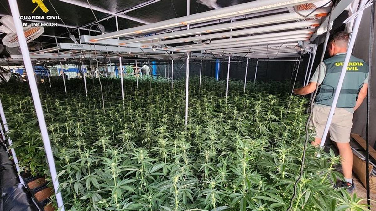 Desarticulada banda de más de 170 narcotraficantes polacos que operaba desde España