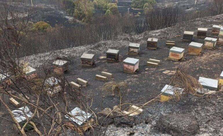 Zonas apícolas de gran interés, «inhabilitadas» por los incendios