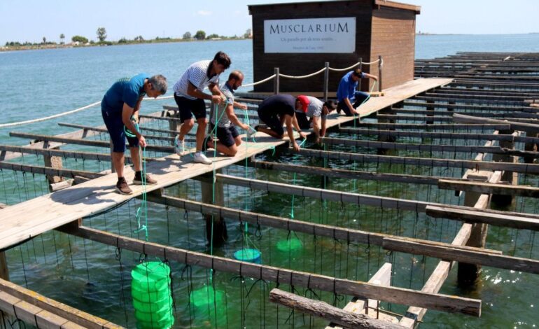 El delta del Ebro empieza a criar la primera ostra catalana para no depender solo del mejillón