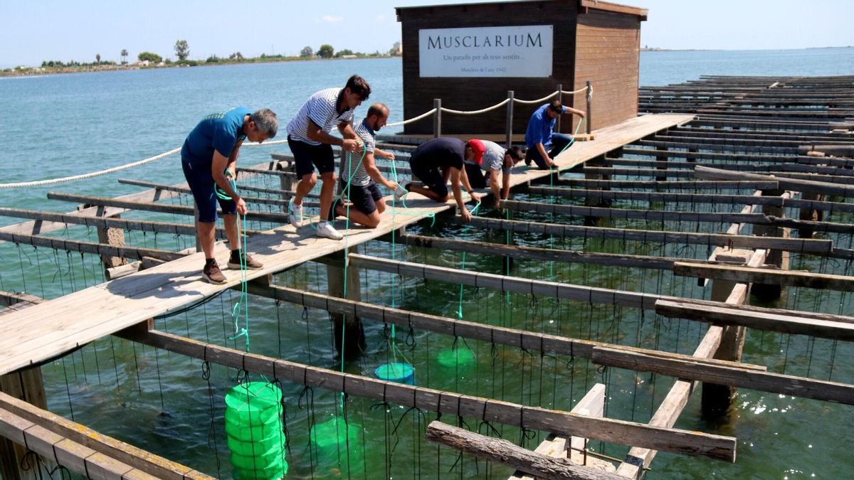 El delta del Ebro empieza a criar la primera ostra catalana para no depender solo del mejillón