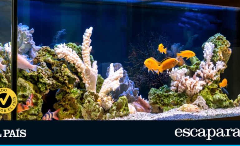 Presume de acuario con uno de estos modelos ideales para empezar: he probado los mejores | Comparativas | Escaparate