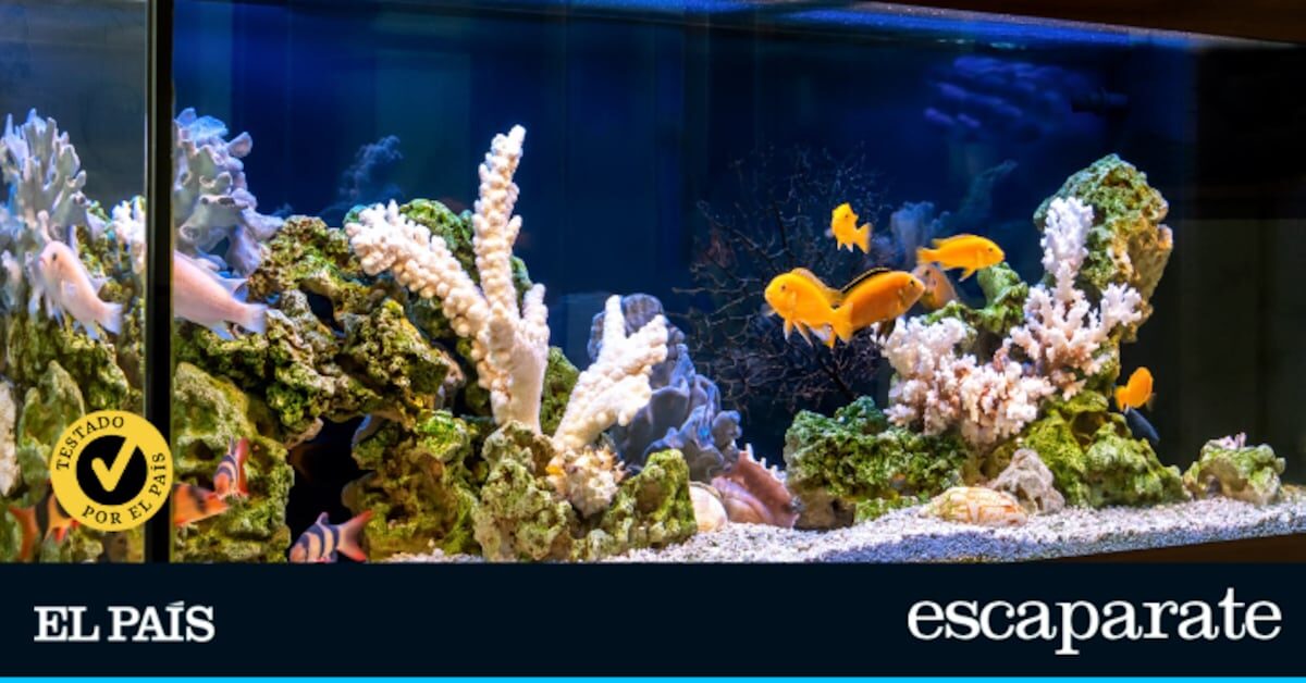 Presume de acuario con uno de estos modelos ideales para empezar: he probado los mejores | Comparativas | Escaparate