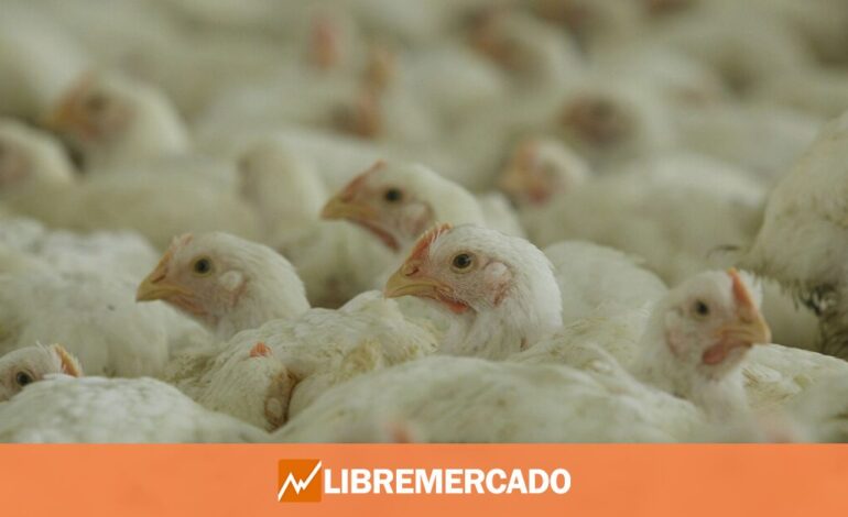 China prohíbe importar huevos y pollo de España por la gripe aviar