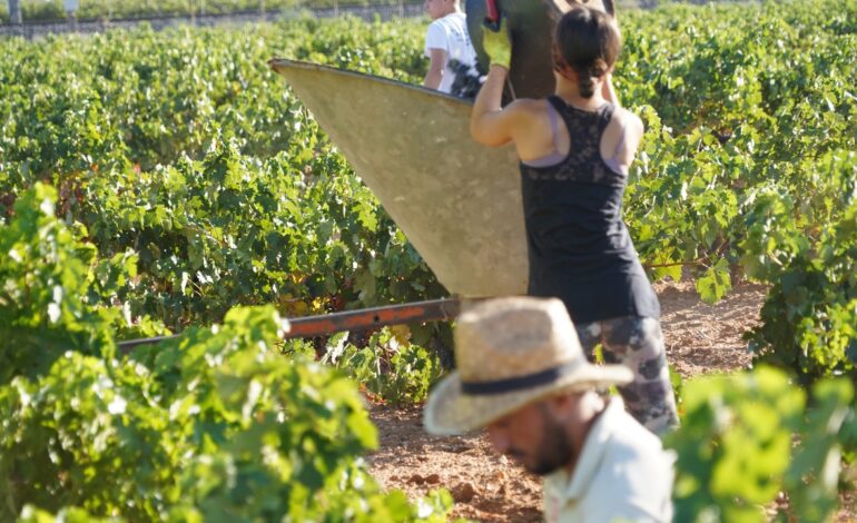 El sector del vino pierde 116.400 hectáreas de producción por los daños climáticos y las tormentas