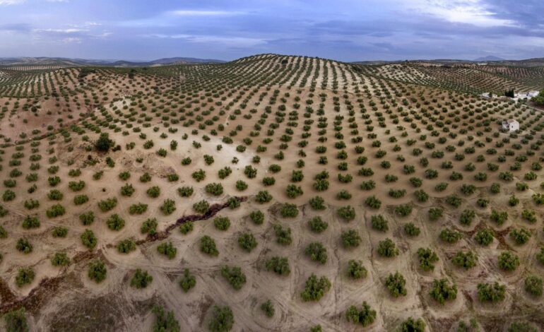 Marruecos duplicará su producción de aceitunas esta temporada
