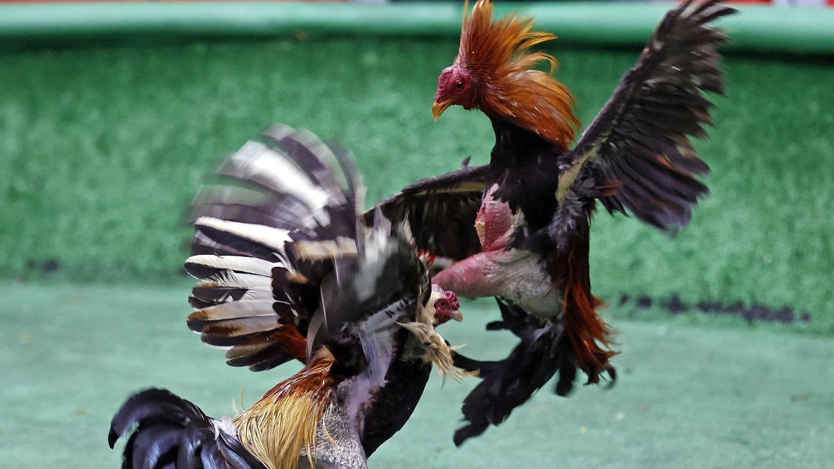 Colombia prohíbe las corridas de toros, las novilladas y las peleas de gallos