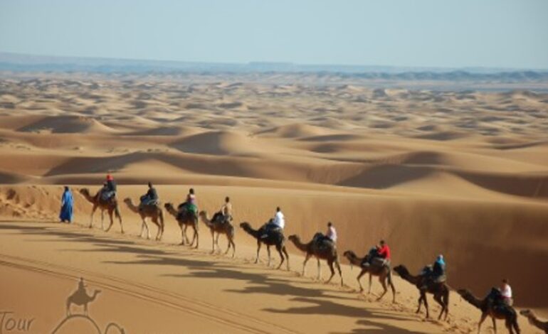Marruecos cuenta con más de 100.000 camellos en la zona sahariana