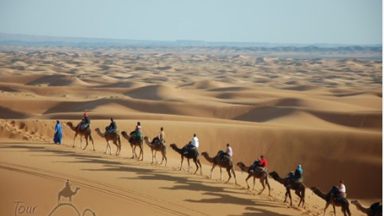 Marruecos cuenta con más de 100.000 camellos en la zona sahariana