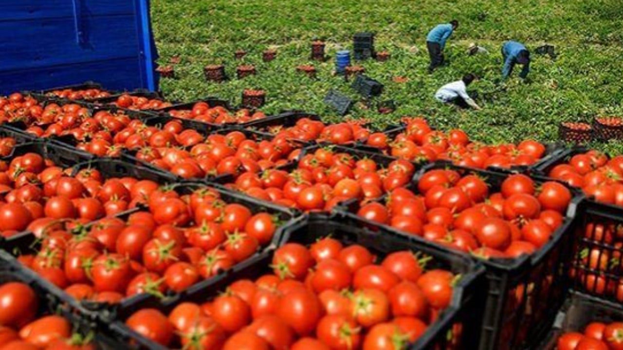 Países Bajos prohíbe la venta de algunas partidas de tomate cherry marroquí