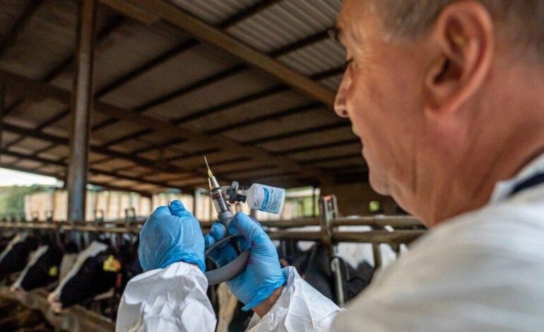 España vacunará a medio millón de vacas de modo preventivo para evitar el avance de la dermatosis nodular