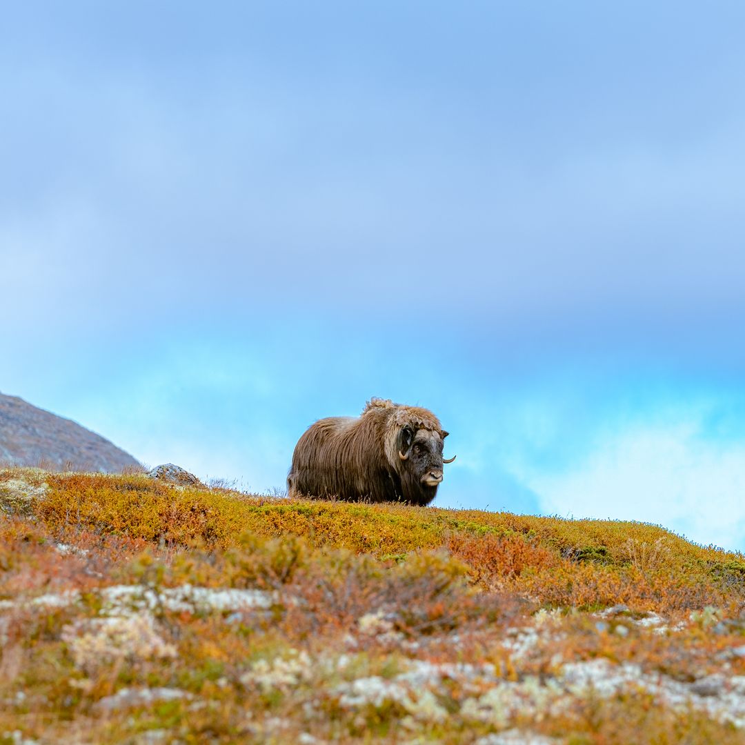 Buey almizclero en la montaña Dovre, Noruega