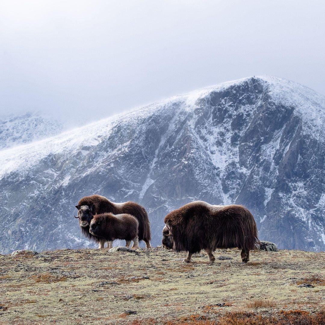 Bueyes almizcleros en el Parque Nacional Dovrefjell-Sunndalsfjella, Noruega