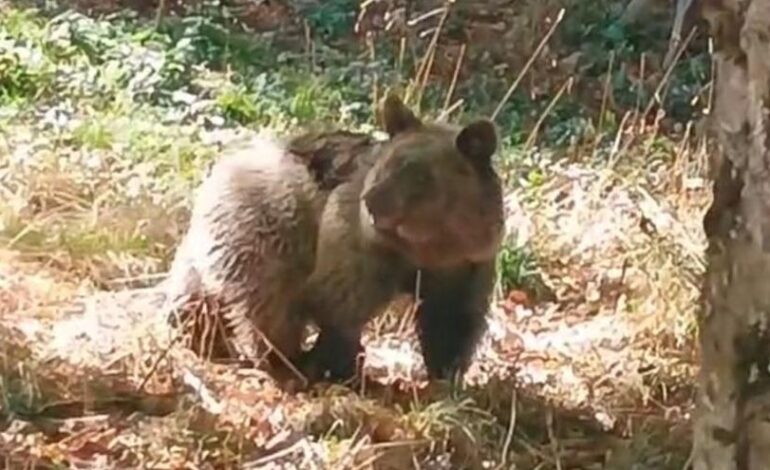 Final feliz pa la osa "Alba" n'Asturies: yá cuerre en llibertá, depués de seis meses en centros de recuperación
