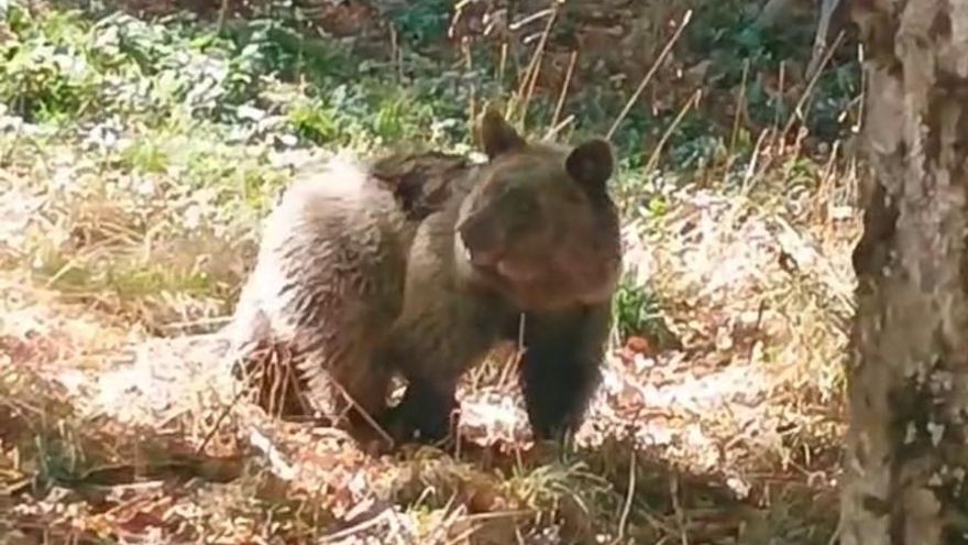 Final feliz pa la osa "Alba" n'Asturies: yá cuerre en llibertá, depués de seis meses en centros de recuperación