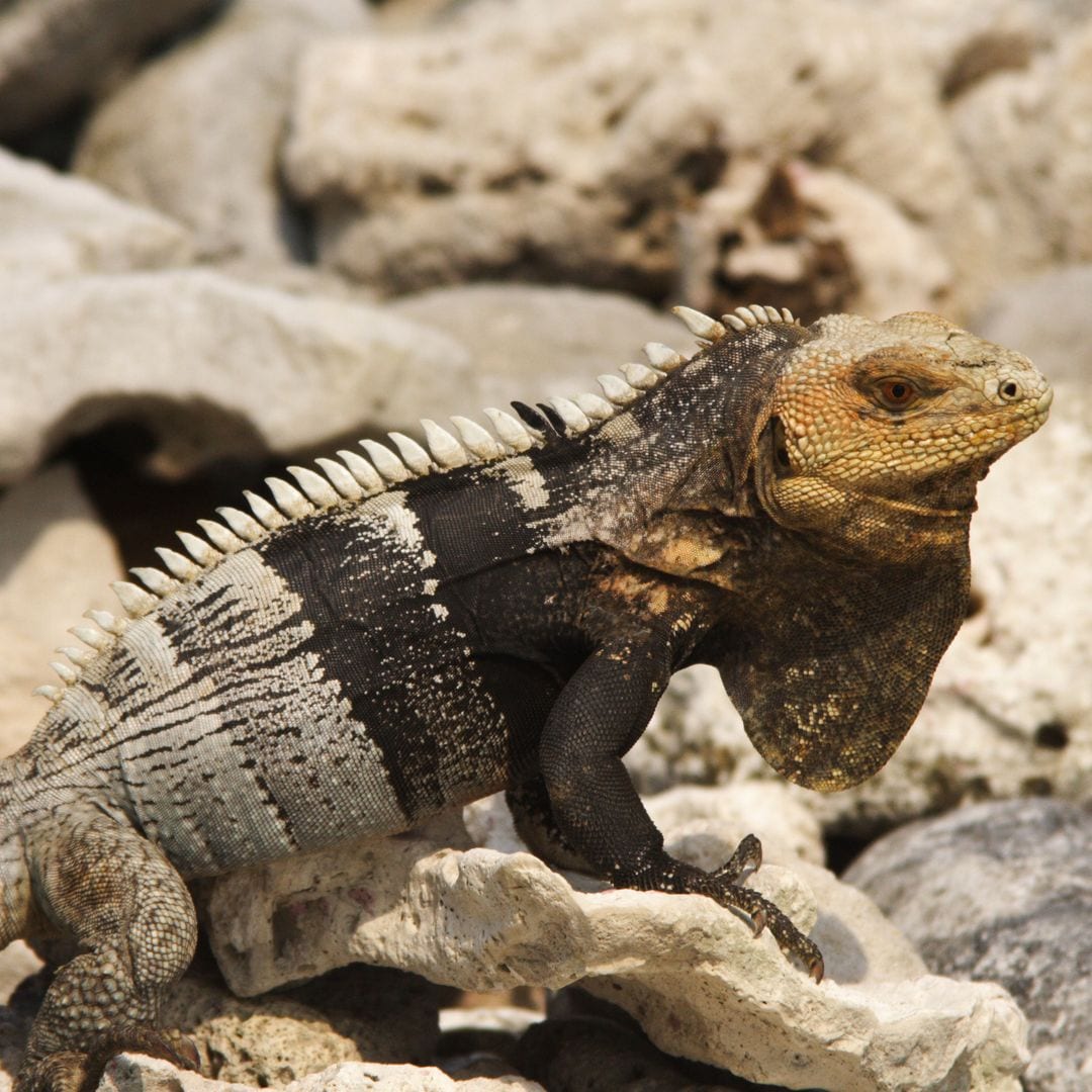 Iguana en Cayo Chachauate, Cayos Cochinos, Honduras