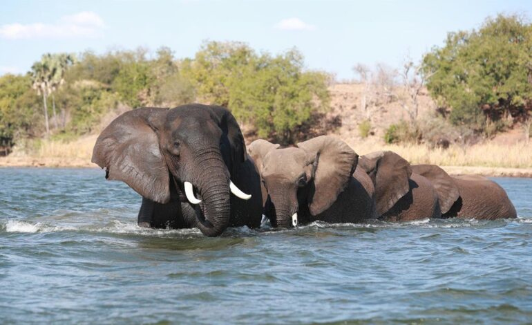 Muere un hombre tras ser embestido por una manada de elefantes salvajes