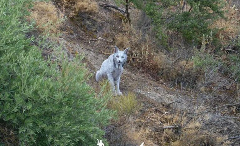 LINCE BLANCO | Fotografían un extraño lince de color blanco en Andalucía
