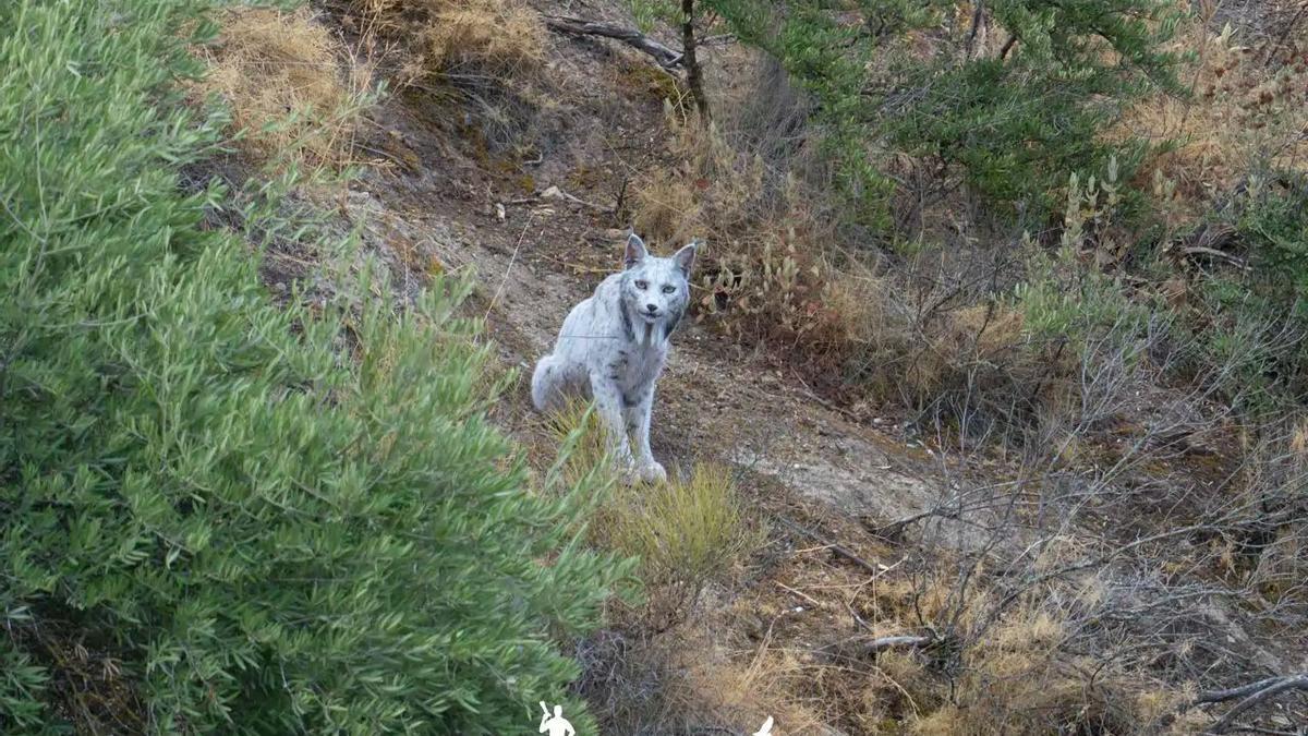 LINCE BLANCO | Fotografían un extraño lince de color blanco en Andalucía