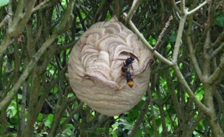 Muere un hombre de 55 años tras un ataque de velutinas en Galicia