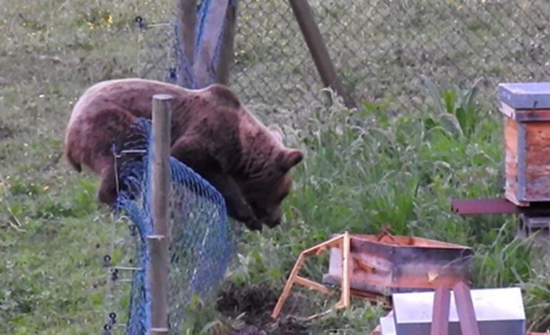 La idea del FAPAS que mantendría libre de ataques de osos colmenares como el del presidente del PP asturiano, ubicado en Cangas del Narcea