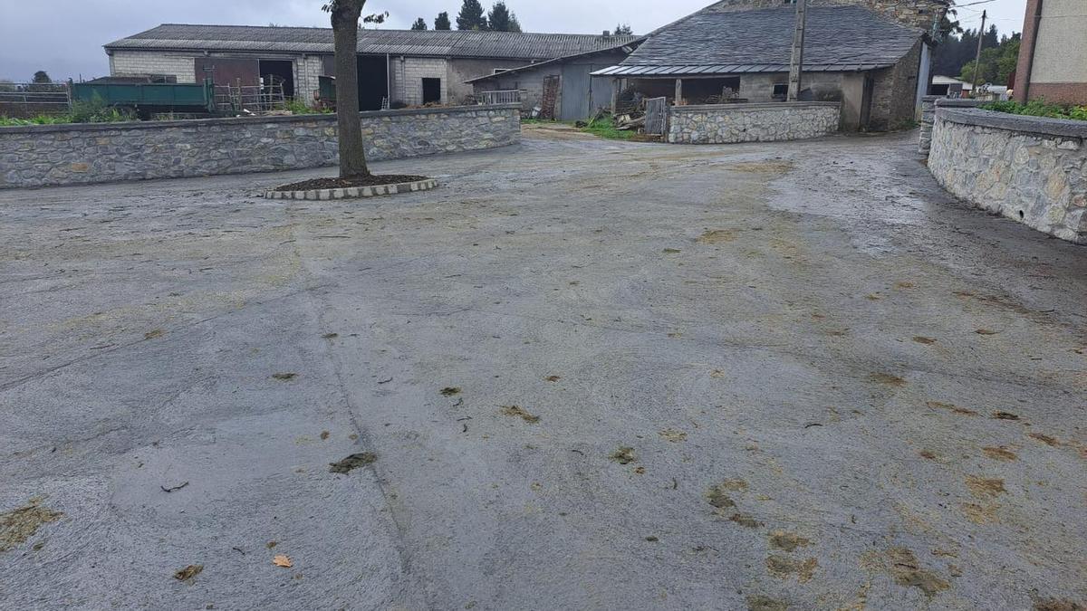 Berducedo (Allande) decidió quedarse con su “carbayo bendito” ante las obras de hormigonado de los caminos