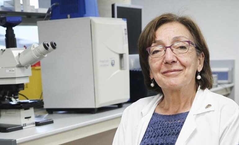 El cerebro, una mirada a la construcción de su arquitectura