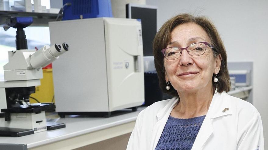 El cerebro, una mirada a la construcción de su arquitectura