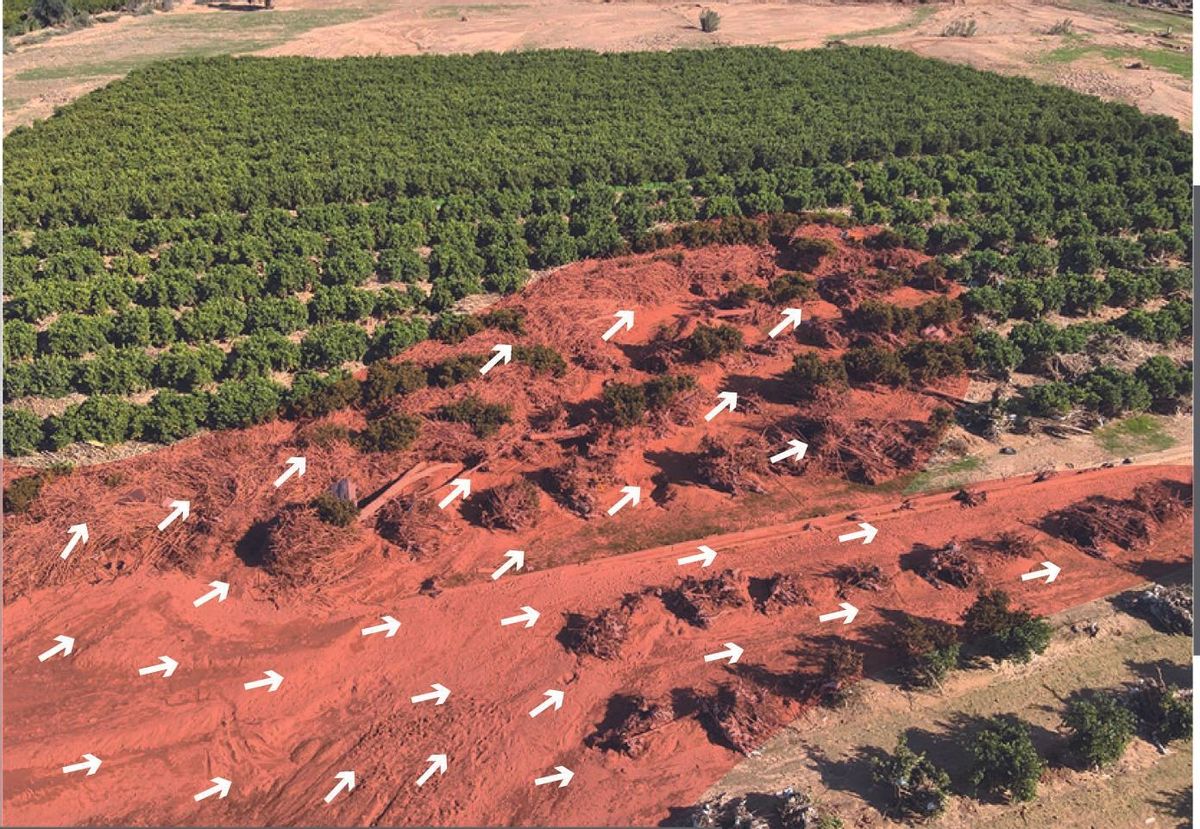 Imagen donde se aprecia el efecto tenso de los naranjos: todos los cuerpos aparecían en las primeras cuatro o cinco filas. El agua continuó y las personas y objetos arrastrados quedaron atrapados.