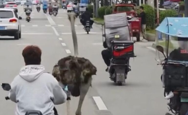 Un avestruz se da a la fuga y comienza a correr sin rumbo por una carretera en China: las imágenes no tienen desperdicio