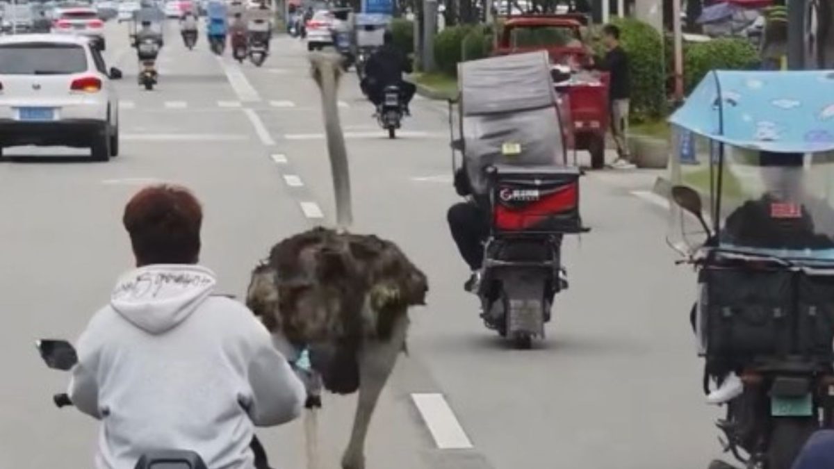 Un avestruz se da a la fuga y comienza a correr sin rumbo por una carretera en China: las imágenes no tienen desperdicio