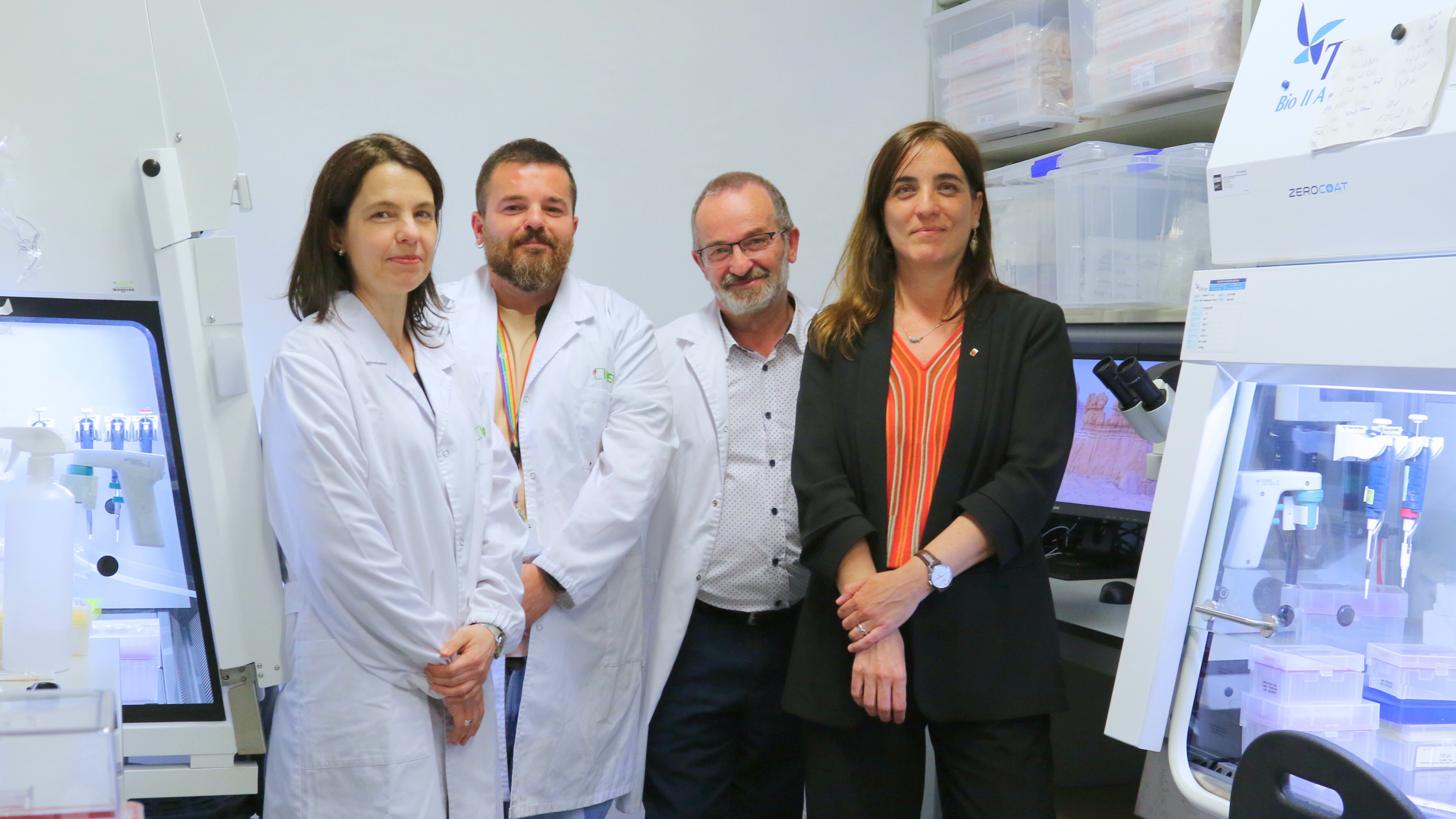 Imagen secundaria 1 - De izquierda a derecha: Elena Garreta Bahima, Daniel Moya Rull, Alberto Centeno Cortés y Núria Montserrat Pulido. Arriba, las imágenes muestran organoides de riñón humano, obtenidos a partir de células madre humanas, preparados para su infusión en el riñón porcino.