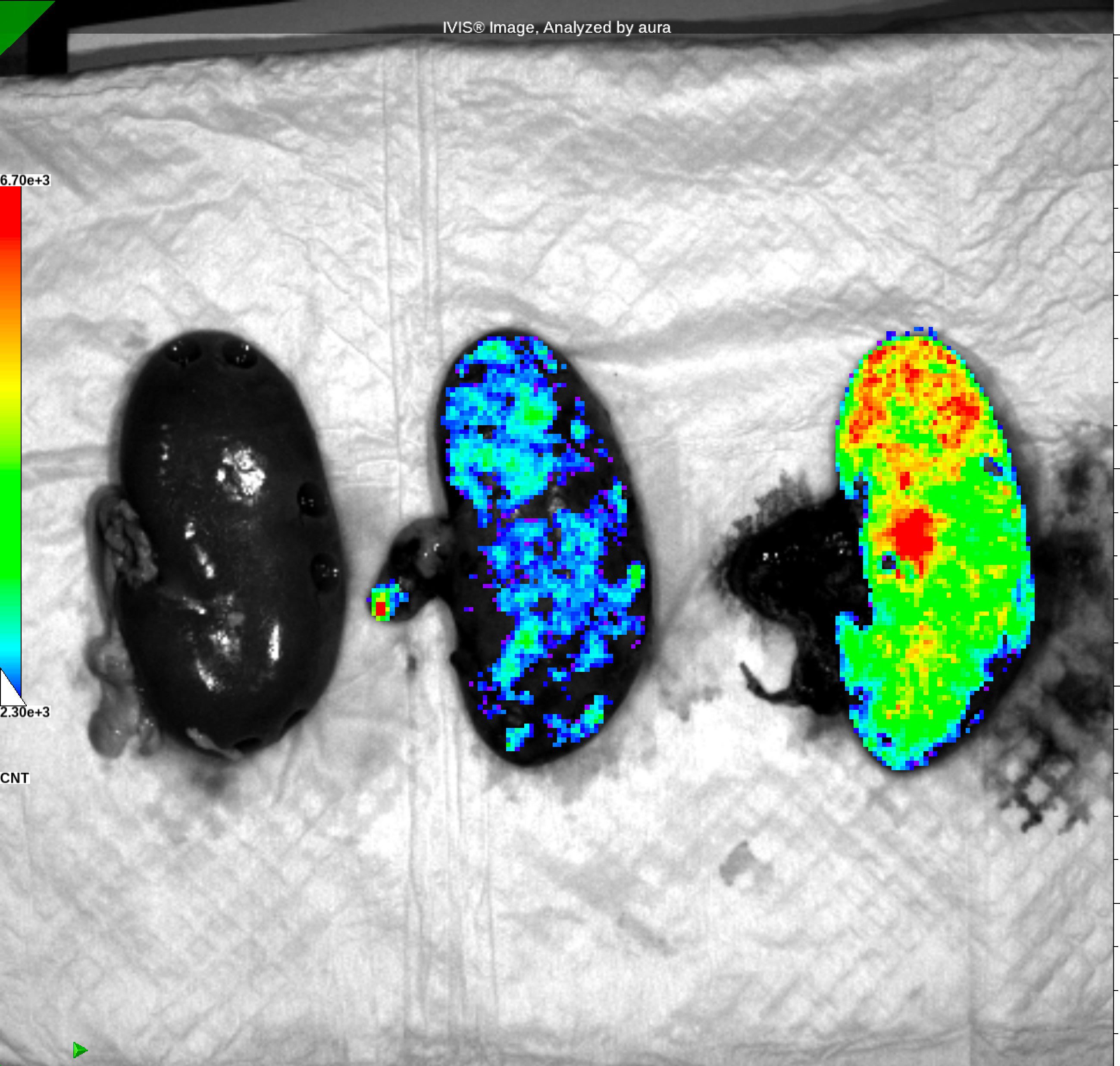Imagen principal - De izquierda a derecha: Elena Garreta Bahima, Daniel Moya Rull, Alberto Centeno Cortés y Núria Montserrat Pulido. Arriba, las imágenes muestran organoides de riñón humano, obtenidos a partir de células madre humanas, preparados para su infusión en el riñón porcino.