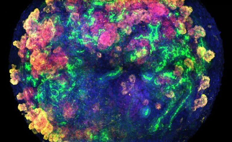 Logran el primer trasplante de riñones de cerdo humanizados en animales