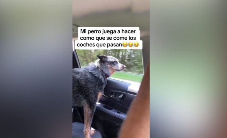 asoma la cabeza por la ventanilla y hace esto