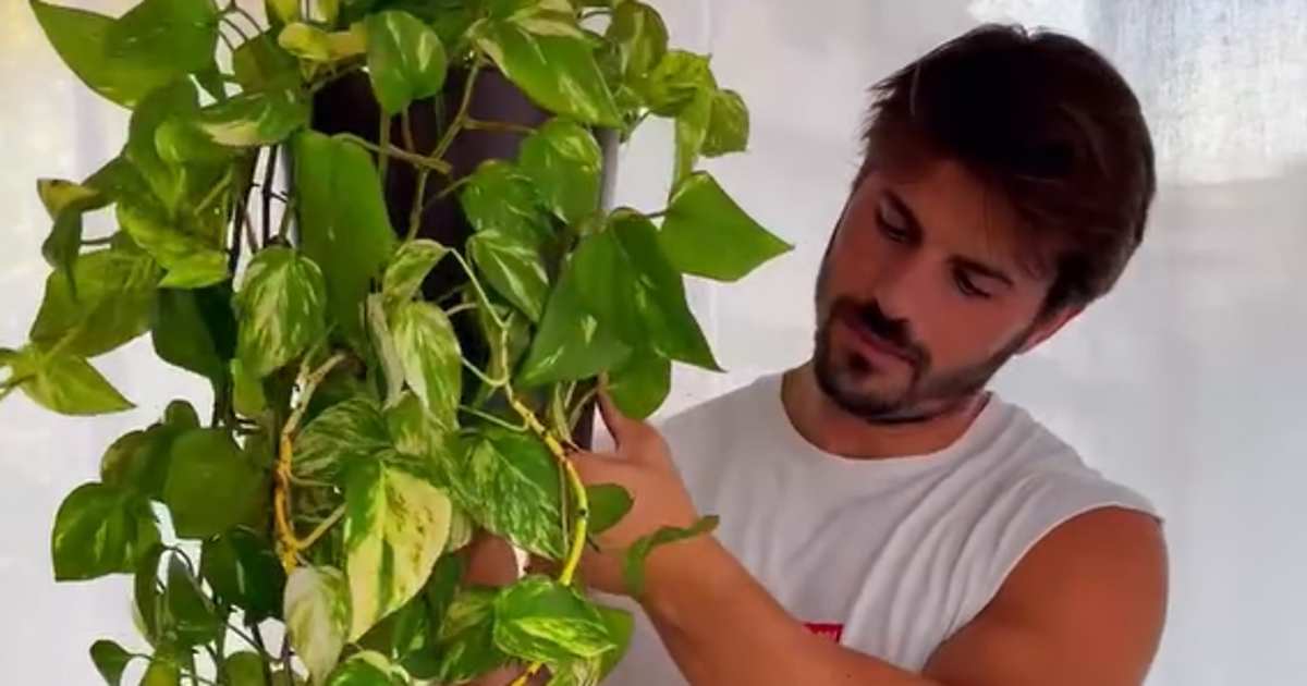 “Si tu poto ha crecido mucho, no lo dejes arrastrar por el suelo. Pódalo y crecerá más frondoso”