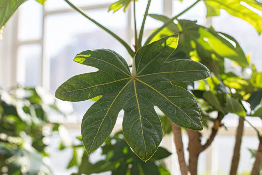 Aralia o Fatsia Japonica