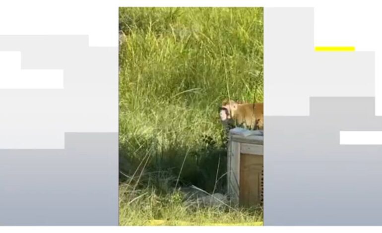 En busca y captura los monos de laboratorio presuntamente infectados por un virus: ¿riesgo para la salud?