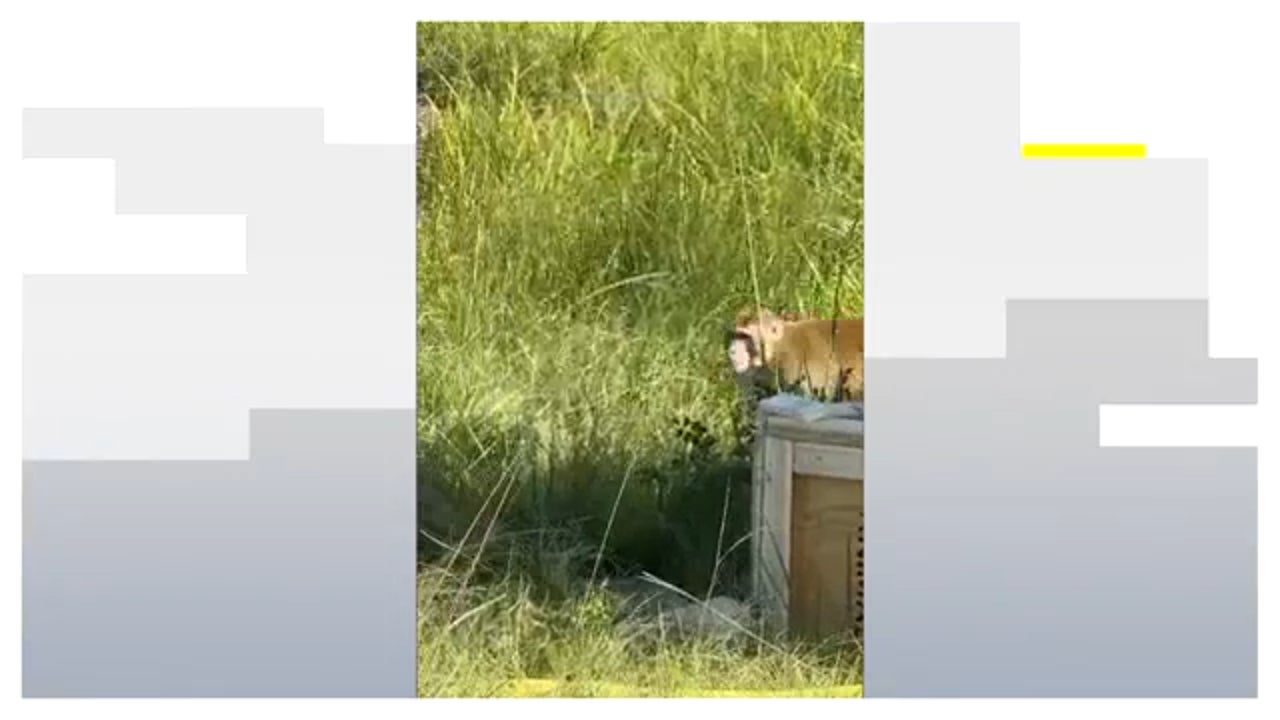 En busca y captura los monos de laboratorio presuntamente infectados por un virus: ¿riesgo para la salud?