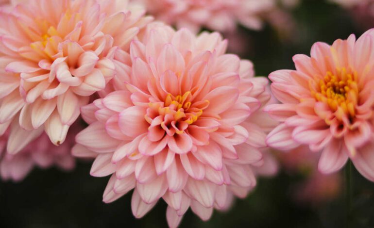 Las 10 flores de noviembre más bonitas para alegrar el otoño