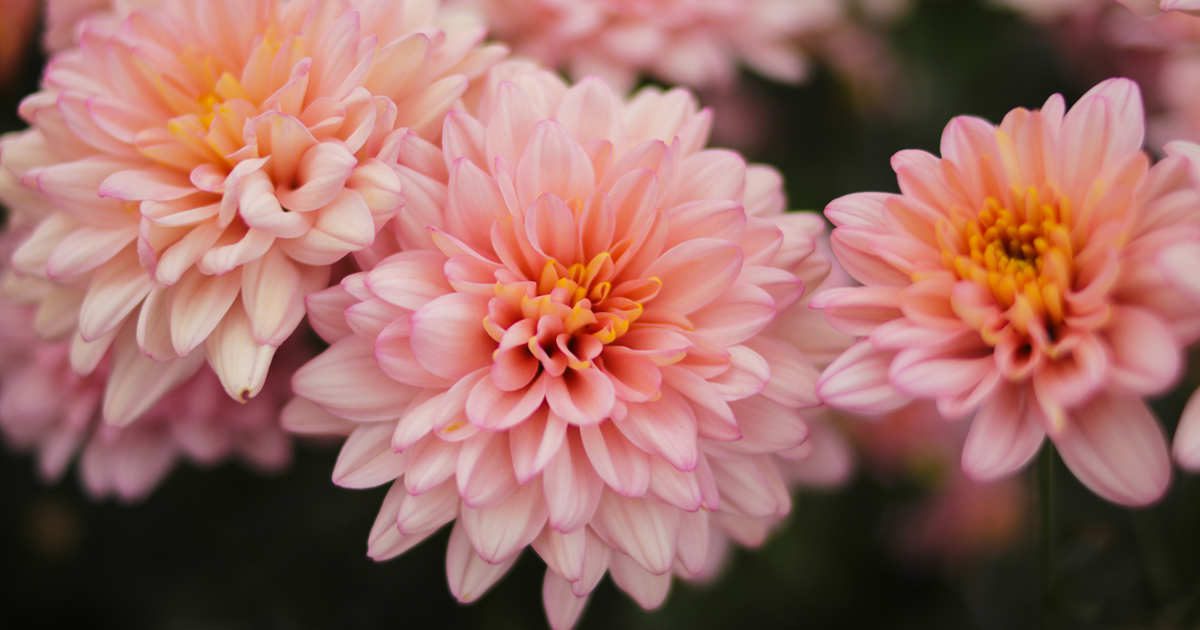 Las 10 flores de noviembre más bonitas para alegrar el otoño