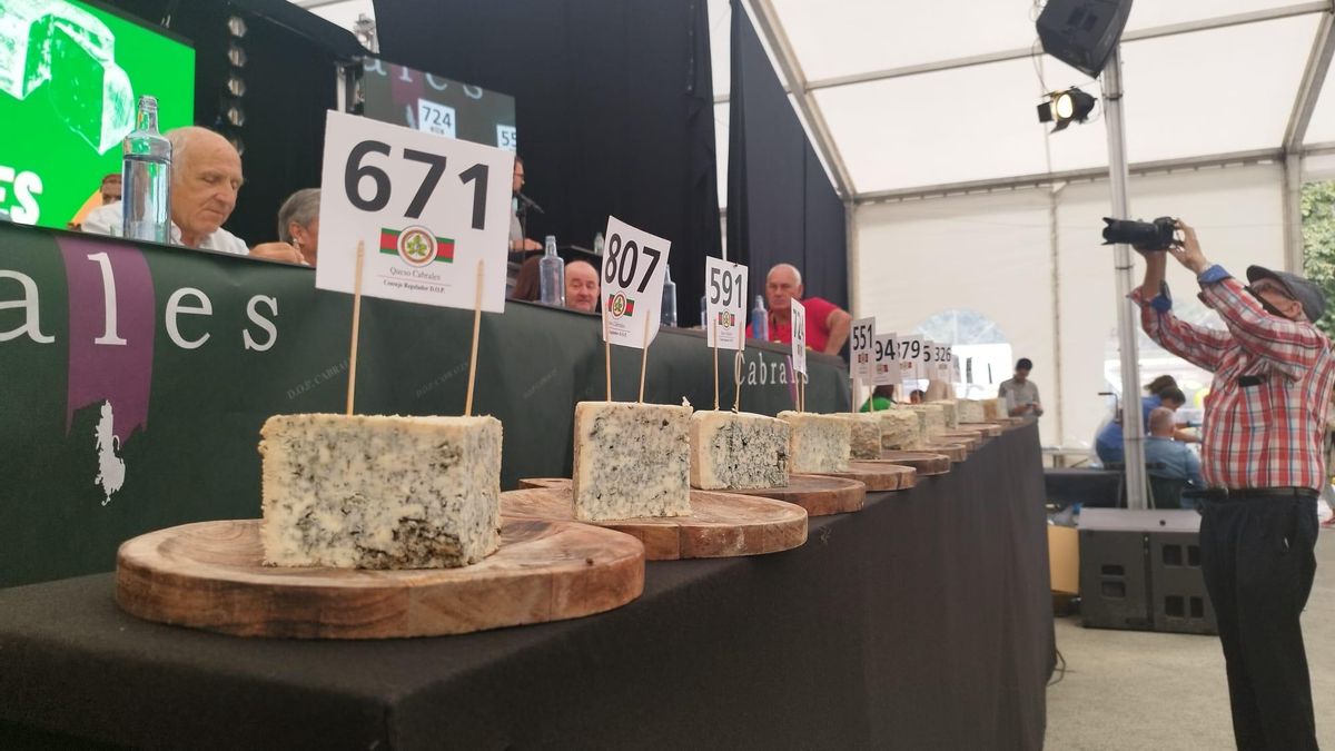 Los productores de queso Cabrales rechazan usar leche de otros concejos pese al sacrificio masivo de vacas por la brucelosis: «Sería perjudicial»