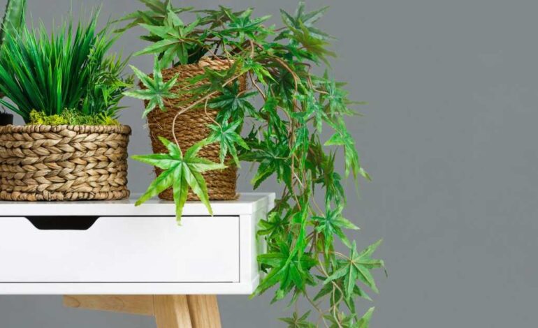 una planta imponente, bella y resistente muy fácil de cuidar