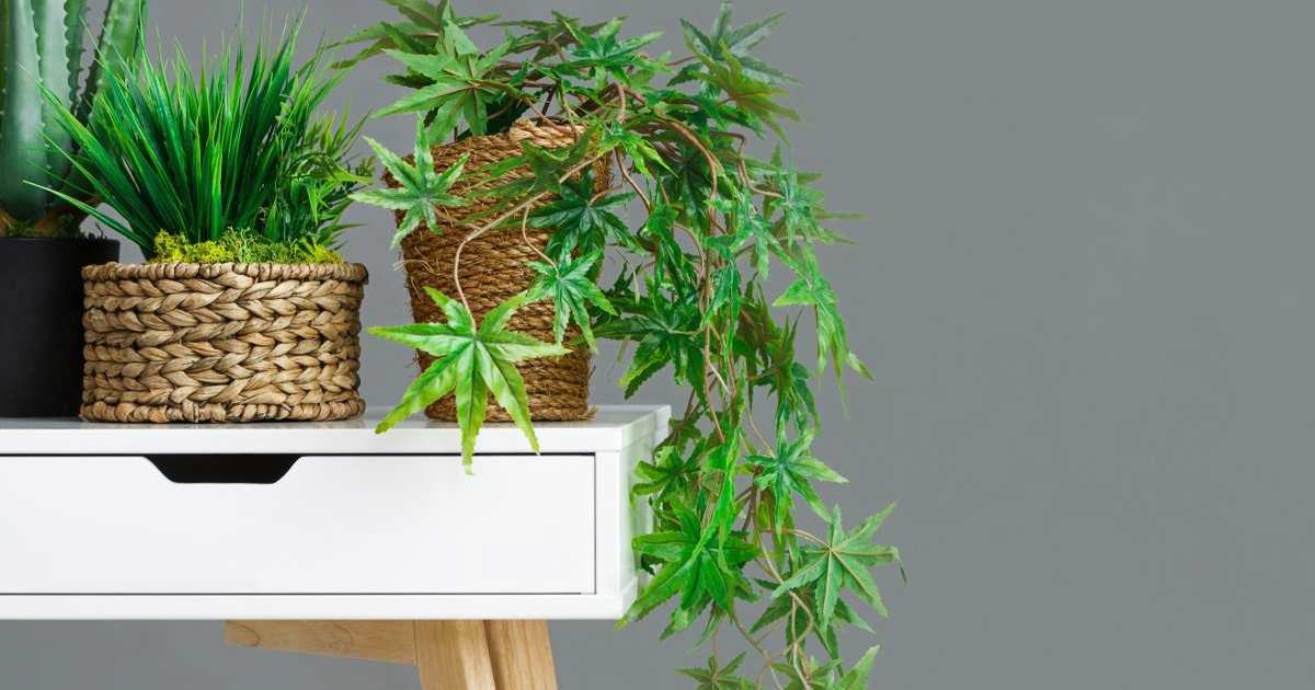 una planta imponente, bella y resistente muy fácil de cuidar