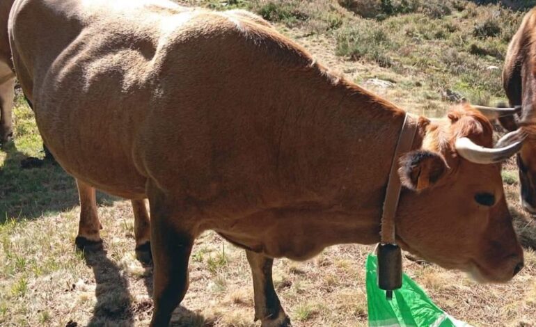 “La criamos en casa y le tenemos un cariño especial” 21 Description