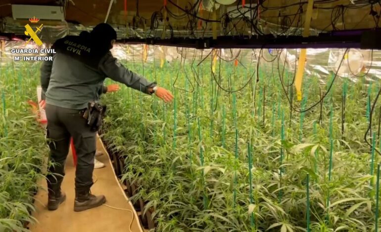 Detenidos los encargados de una plantación de más de 2.250 plantas de marihuana en Ajalvir