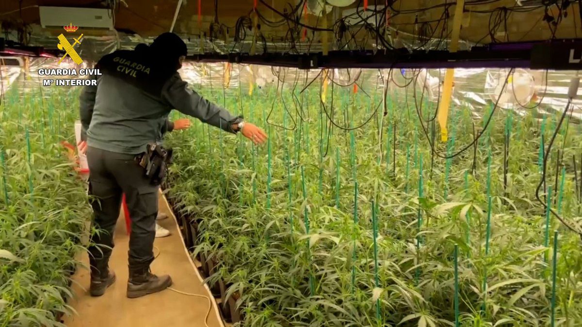 Detenidos los encargados de una plantación de más de 2.250 plantas de marihuana en Ajalvir