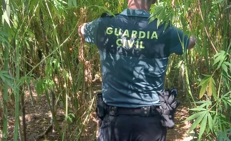 Detenidos tres vecinos de La Codosera que cultivaban marihuana junto al río Gévora