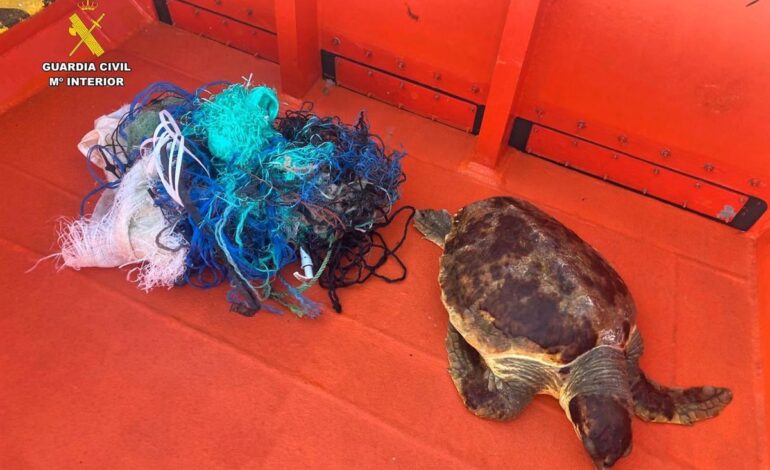 Rescatan una tortuga marina envuelta en basura y plásticos en aguas de Cala Ratjada
